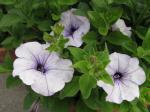 More petunia's, June 6th More petunia's, June 6th