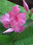 rain on Mandevilla