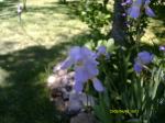 lavender irises 