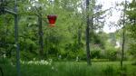 there was a hummingbird here... 