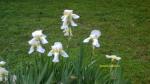 White Irises 