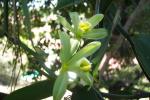 flower of vanilla orchid