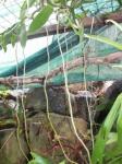 aerial roots of vanilla plant