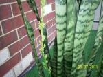 Snake plant with flower