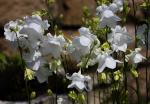 Canterbury Bell (The 'Cup & Saucer' flower)