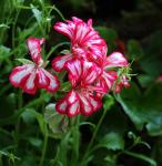ivy leafed Geranium