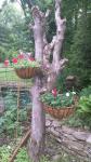 Old tree stump with hanging baskets of mini roses and petunias