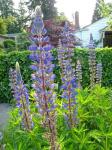 native lupines on the street bed