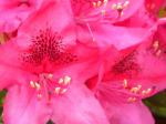 love this still blooming rhodie (drapes over from the neighbors yard)