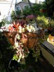 sedum hanging baskets