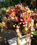 hanging baskets