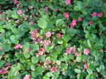 pink flowering strawberry ground cover