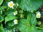 harvesting strawberries (everbearing)