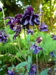 columbines