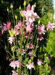 columbines