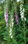 foxgloves