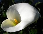 surreal cala lily