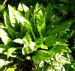 Hart's tongue fern