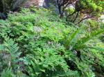 wild bed (Pacific bleeding hearts, ferns, azalea, sweet woodruff)