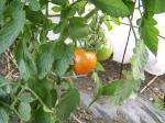The first ripe tomato