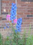 delphiniums and snapdragons