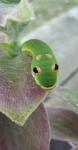 Spicebush Swallowtail Cat