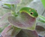 Spicebush Swallowtail Cat