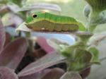 Spicebush Swallowtail Cat