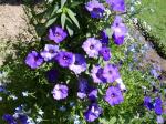 denim wave petunia