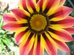 gazania