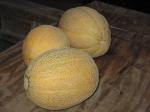 cantaloupes