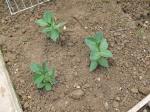 broad beans