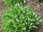 bunny tails (lagarus ovatus)