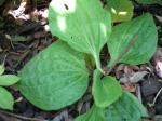 broad leaved plantain
