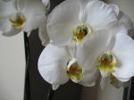 my orchid