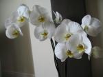 my orchid 