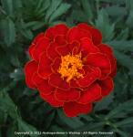 Marigold, Scarlet Starlet