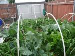 Two of five garden boxes