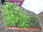 Leftovers from last year: oregano and bee balm with chives squeeking on the end.