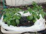 Tomatillos doing well with a few sunflowers popping up in the background.