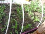 Corn trying to struggle up with peas and a few volunteer tomatos...pink box #1