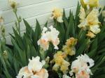 White & Yellow iris