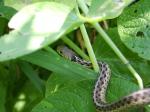 little snake on the peas.