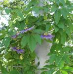 Passion Flowers