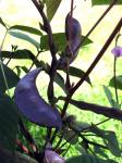 Hyacinth Beans