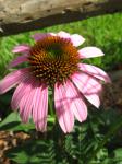 Purple Coneflower