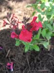 Red Autumn Sage