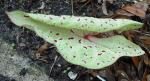 1st Caladium