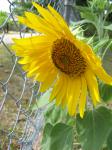 Mammoth Sunflower