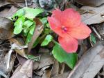 Baby Geranium